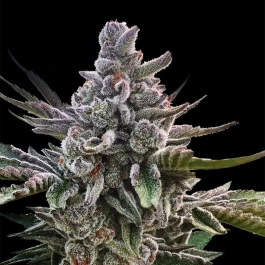 SILS024F05 - SILENT SEEDS - ACAI JELLY FEM | 5 SEMI