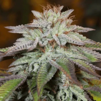 SILS_LA_vanilla_cake_auto_plant