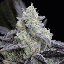 SILS006F03 - SILENT SEEDS - L.A. VANILLA CAKE FEM | 3 SEMI
