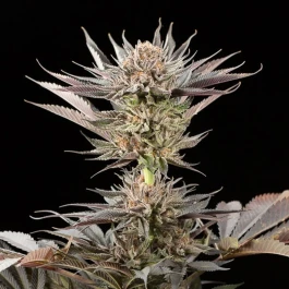 SILSSS-LT001-FR - SILENT SEEDS - LEMON TREE 2.0 FEM | 3 SEMI
