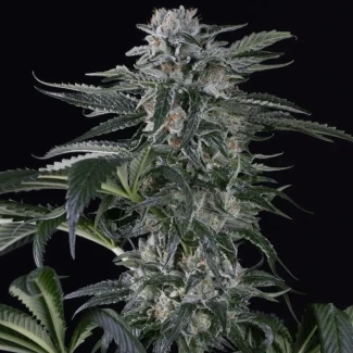 SILS_moby_dick_auto_plant
