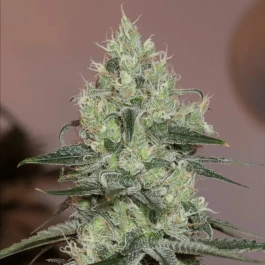 SILS017F10 - SILENT SEEDS - ORIGINAL AMNESIA FEM | 10 SEMI