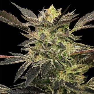SILS_pink_sumset_auto_plant
