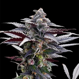 SILS025F05 - SILENT SEEDS - PINK SUNSET FEM | 5 SEMI