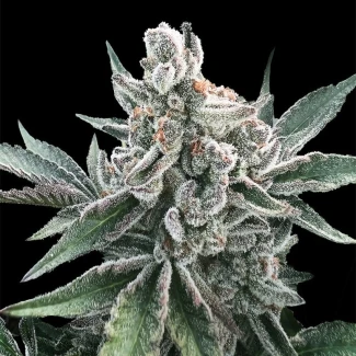 SILS_plar_gelato_auto_plant