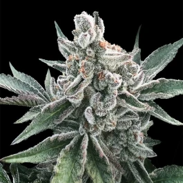 SILS028AF05 - SILENT SEEDS - POLAR GELATO AUTO FEM | 5 SEMI