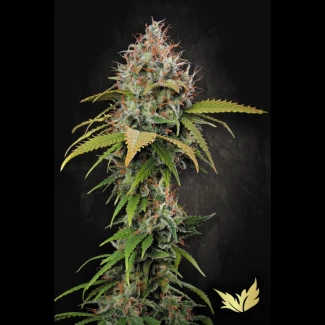 PS_atomical_haze_fem_plant