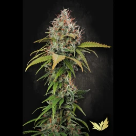 PS0421 - PARADISE SEEDS - ATOMICAL HAZE FEM | 5 SEMI