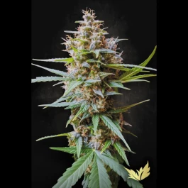 PS0427 - PARADISE SEEDS - AUTO ACID FEM | 5 SEMI