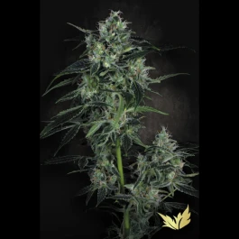 PS0430 - PARADISE SEEDS - AUTO WHITE BERRY FEM | 5 SEMI