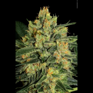 PS_durga_mata_II_CBD_fem_plant_02