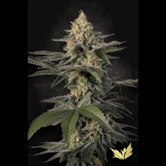 PS_glowstarz_fem_plant