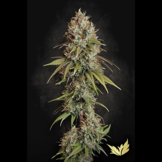 PS_highway_66_fem_plant