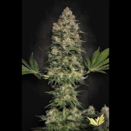 PS0410 - PARADISE SEEDS - JACKY WHITE FEM | 5 SEMI