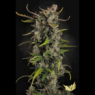 PS_lemonade_auto_fem_plant