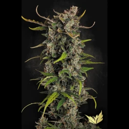 PS1048 - PARADISE SEEDS - LEMONADE AUTO FEM | 10 SEMI
