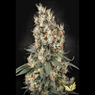 PS_mendocino_skunk_fem_plant