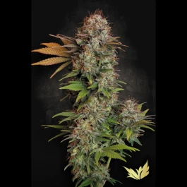 PS0403 - PARADISE SEEDS - NEBULA FEM | 5 SEMI