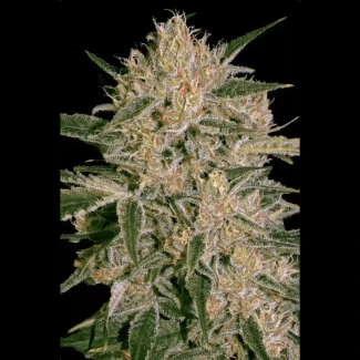 PS_nebula_II_cbd_fem_plant