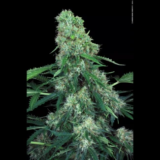 PS_pandora_auto_plant_02