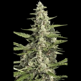 PS0417 - PARADISE SEEDS - PANDORA AUTO FEM | 5 SEMI