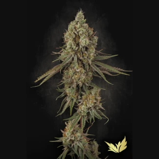 PS_tangerine_sorbet_plant