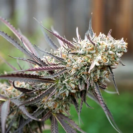 HS007FF0005 - HUMBOLDT SEED ORGANIZATION - ICE CREAM CAKE FAST FLOWERING FEM | 5 SEMI