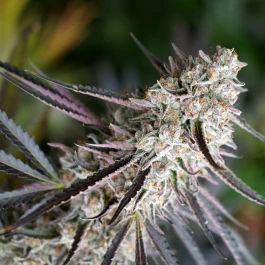 HS008FF0003 - HUMBOLDT SEED ORGANIZATION - PEANUT BUTTER BREATH FAST FLOWERING FEM | 3 SEMI