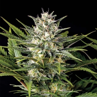 HSO_pineapple_skunk_fem_plant