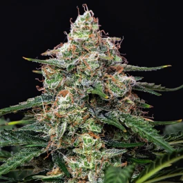 BSBAGF10 - BUDDHA SEEDS - AUTO GORILA FEM | BLISTER 1x10 SEMI