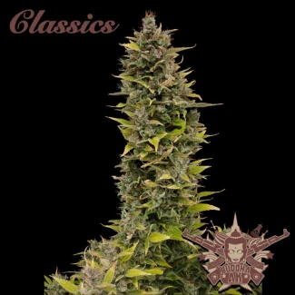 BSB_buddha_ak_classic_fem_plant