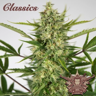 BSB-buddha_auto_ak_classic_plant