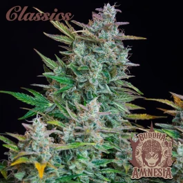 BSBAAF10 - BUDDHA SEEDS - BUDDHA AUTO AMNESIA CLASSIC FEM | BLISTER 1x10 SEMI