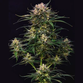 BSBACF3 - BUDDHA SEEDS - BUDDHA AUTO COOKIE FEM | 3 SEMI