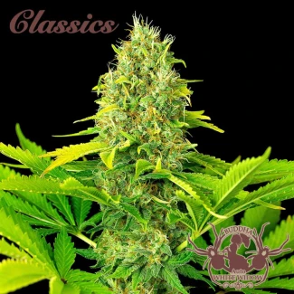 BSB_buddha_auto_white_widow_classic_plant