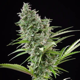 BSBAZF3 - BUDDHA SEEDS - BUDDHA AUTO ZKITT FEM | 3 SEMI