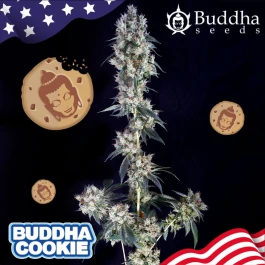 BSBCKF10 - BUDDHA SEEDS - BUDDHA COOKIE FEM | BLISTER 1x10 SEMI