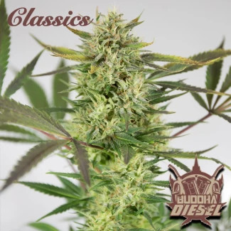 BSB_buddha_diesel_classic_fem_plant