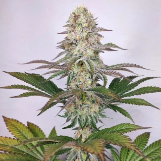 BSB_buddha_dosi2_fem_plant