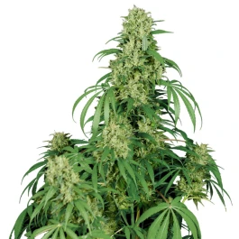 BSBCJF3 - BUDDHA SEEDS - CALAMITY JANE AUTO FEM | 3 SEMI