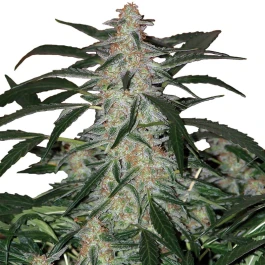 BSBDF03 - BUDDHA SEEDS - DEIMOS AUTO FEM | 3 SEMI
