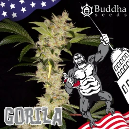 BSBGF3 - BUDDHA SEEDS - GORILA FEM | 3 SEMI