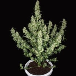 BSMA3F - BUDDHA SEEDS - MAGNUM AUTO FEM | 3 SEMI
