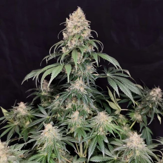 BSBMKF10 - BUDDHA SEEDS - MEDIKIT FEM | BLISTER 1x10 SEMI