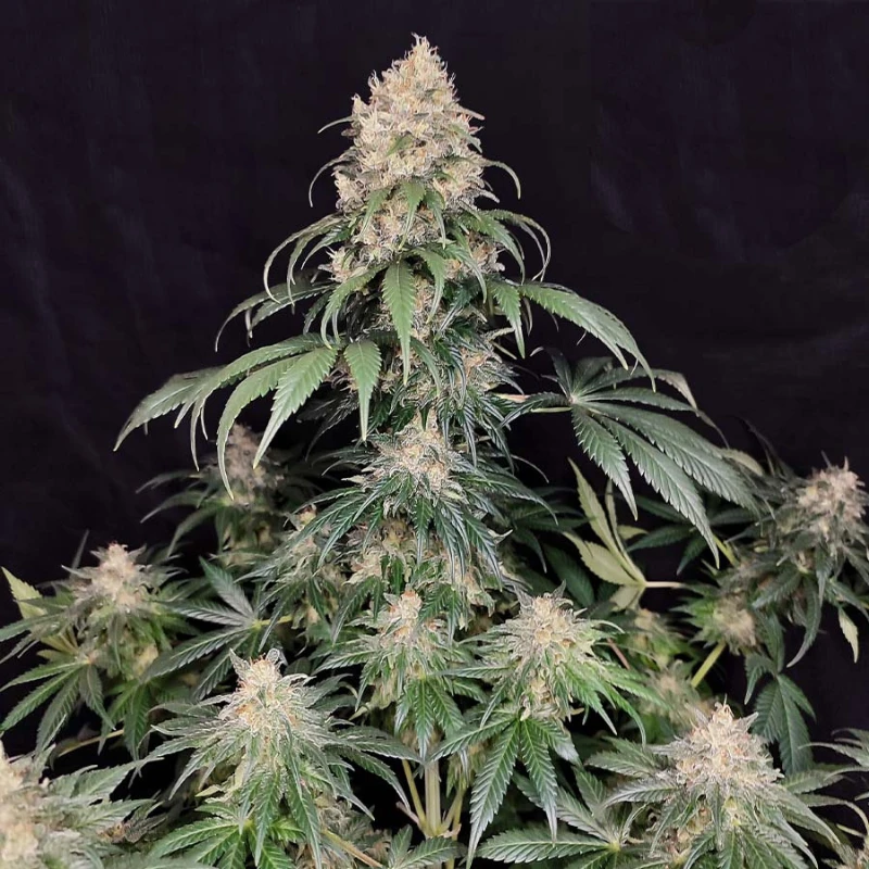 BSBMKF10 - BUDDHA SEEDS - MEDIKIT FEM | BLISTER 1x10 SEMI