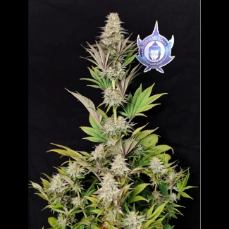 BSB_morpheus_fem_plant_02
