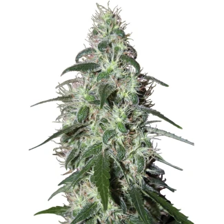 BSB_pulsar_fem_plant_02