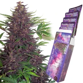 BSBBPKF10 - BUDDHA SEEDS - PURPLE KUSH AUTO FEM | BLISTER 1x10 SEMI