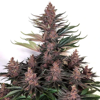 BSB_purple_kush_fem_plant