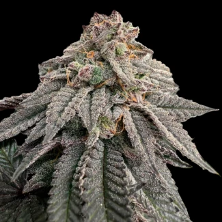 GRTF_hash_belt_fem_plant